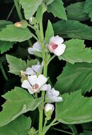 560x819xjpg L Althaea officinalis e un erbacea perenne cespitosa di 40-120 cm c Giuseppe Mazza.jpg.pagespeed.ic