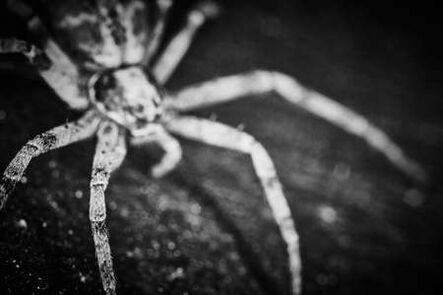 79055703-philodromidae-spider-horror-style-extreme-macro-photo