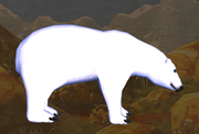 Polar bear