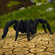 Black Tarantula