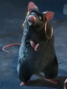 Rat