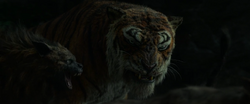 Shere Khan Sees Mowgli Again