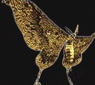 Noctpteran.jpg (6 KB) Noctpteran