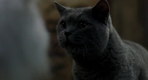 (Snowbell: So you think you can help me?) "Consider it done."