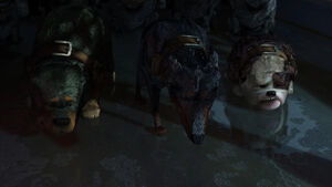 Alpha, Beta, and Gamma soaking wet.