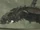 Dirge (Shadow of the Colossus)