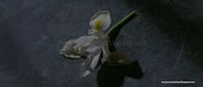 The iris Adam leaves for Jennifer to find