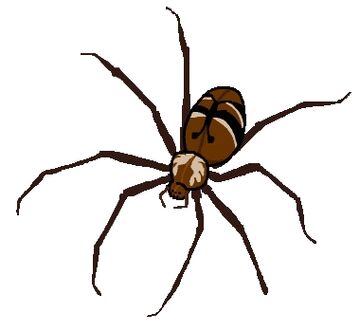 Fiddleback spider new arrivals