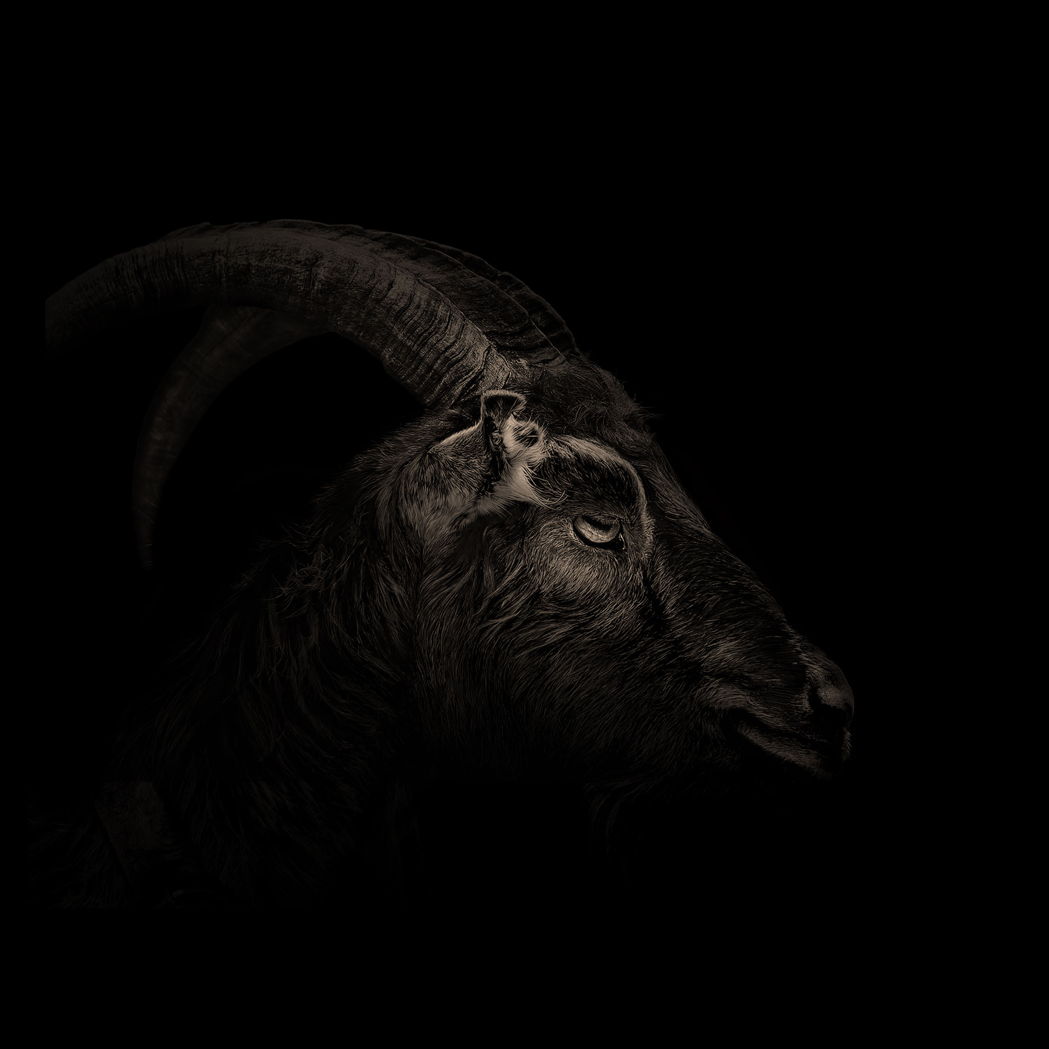 Black Phillip Villains Wiki Fandom