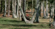 The Lawnmower Emerging from Some Trees