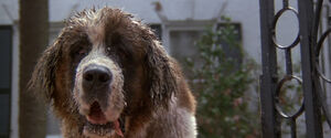 Cujo's cameo appearance in Cat's Eye.