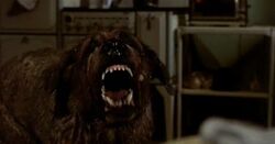 the stephen king thriller cujo features a killer canine of which dog breed