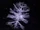 Crystalline Entity
