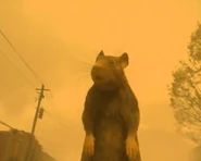 Rat1.png (81 KB)