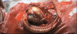 Alien chestburster