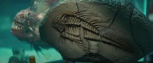 A piranha fossil.