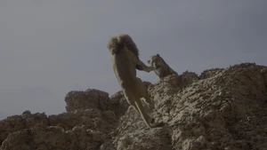 Scar watching Mufasa fall to his death into the gorge below