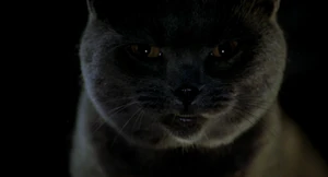 "It's settled. Stuart Little gets scratched tonight." Smokey's evil grin.