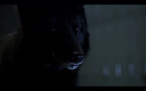 Teen Wolf Season05 Episode02 Parasomnia Theo as full wolf.png (246 KB) Theo as a wolf