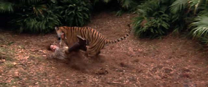 Wilkins being attacked by Shere Khan.