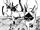 Wild Cat Size