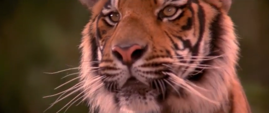 the jungle book 1994 shere khan the jungle book 1994 shere khan