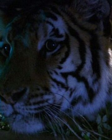 Bengal Tiger Maneater Villains Wiki Fandom Bengal Tiger Maneater Villains Wiki Fandom