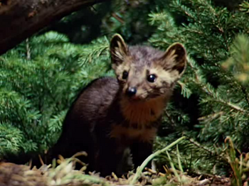 The Marten