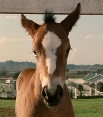 Trenton's Pride as a foal.