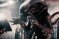 The Xenomorphs are a species of Aliens.