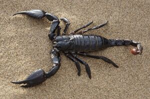 EvilScorpion.jpg