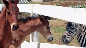 Young Trenton's Pride, Ruffshodd and Stripes.