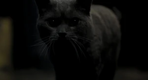 "We scratch him out."