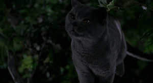 Smokey watches as Stuart zip-lines via Snow's collar.