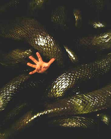 Borneo Anacondas Villains Wiki Fandom Borneo Anacondas Villains Wiki Fandom
