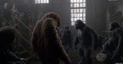 Koba asking Muarice where's Caesar