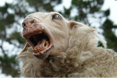 Lamb (2021 film) - Wikipedia