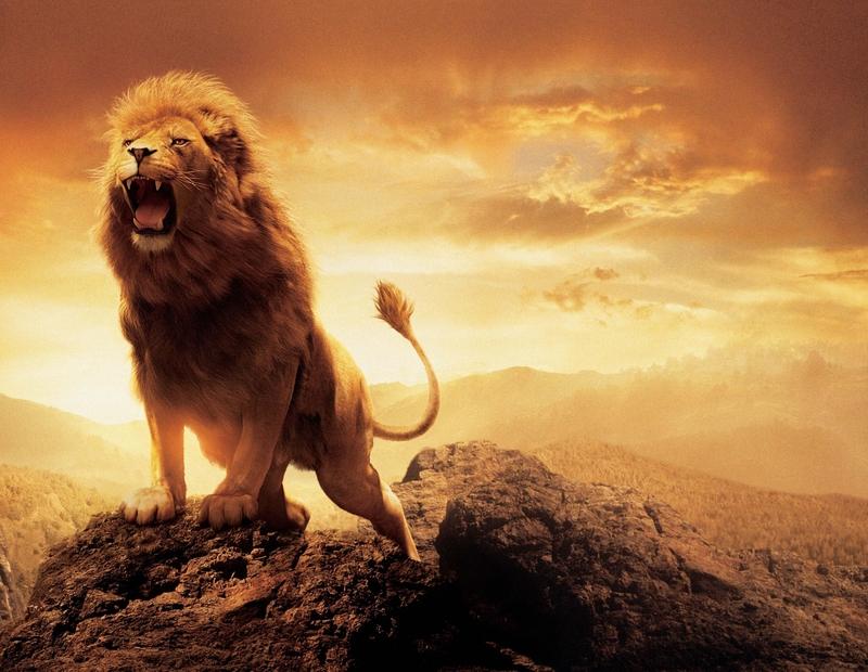 lion wallpaper hd