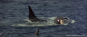 Orca-1977-MSS-08.jpg (76 KB) Orca pushes the body of his mate as his fellow pod members pay their respects.