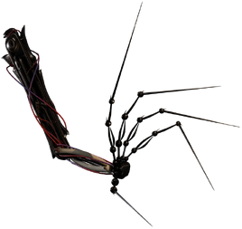 Arm