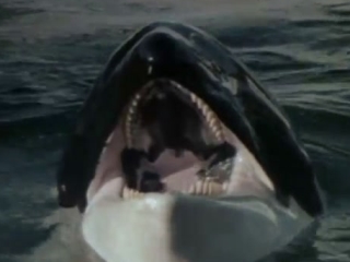 orca the killer whale movie