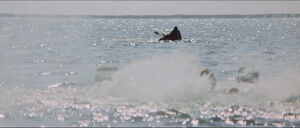 Jaws-movie-screencaps com-1920