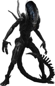 Xenomorph render