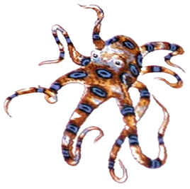 Blue Ringed Octopus
