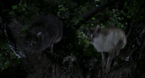 Lucky and unnamed gray cat about to jump to another branch