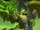 Mannoroth