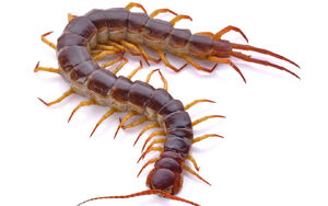 TheCentipede