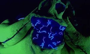 Oogie's worm-like teeth.