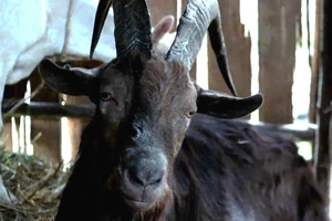 Blackphillip.jpg (222 KB)
