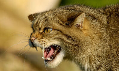Scottish-Wildcat--001-1-.jpg
